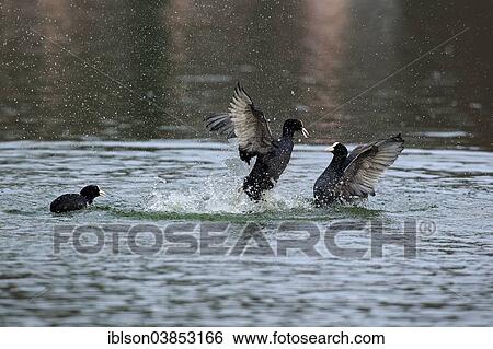 "Eurasian Coot (Fulica atra), two males fighting in the water, Luisenpark, Mannheim, Baden-Wurttemberg, Germany, Europe" View Large Photo Image Stock Photograph - "Eurasian Coot (Fulica atra), two males fighting in the water, Luisenpark, Mannheim, Baden-Wurttemberg, Germany, Europe". Fotosearch