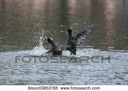 "Eurasian Coot (Fulica atra), two males fighting in the water, Luisenpark, Mannheim, Baden-Wurttemberg, Germany, Europe" View Large Photo Image Stock Photography - "Eurasian Coot (Fulica atra), two males fighting in the water, Luisenpark, Mannheim, Baden-Wurttemberg, Germany, Europe". Fotosearch