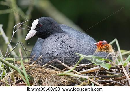 "Eurasian Coot (Fulica atra) with a chick in a nest, North Hesse, Hesse, Germany, Europe" View Large Photo Image Stock Image - "Eurasian Coot (Fulica atra) with a chick in a nest, North Hesse, Hesse, Germany, Europe". Fotosearch