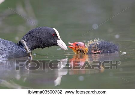 "Eurasian Coot (Fulica atra) with a chick in the water, North Hesse, Hesse, Germany, Europe" View Large Photo Image Stock Image - "Eurasian Coot (Fulica atra) with a chick in the water, North Hesse, Hesse, Germany, Europe". Fotosearch