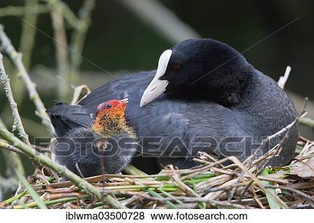 "Eurasian Coot (Fulica atra) with a chick in a nest, North Hesse, Hesse, Germany, Europe" View Large Photo Image Stock Photo - "Eurasian Coot (Fulica atra) with a chick in a nest, North Hesse, Hesse, Germany, Europe". Fotosearch