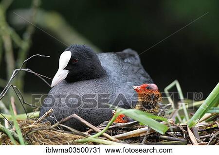 "Eurasian Coot (Fulica atra) with chicks in a nest, North Hesse, Hesse, Germany, Europe" View Large Photo Image Stock Image - "Eurasian Coot (Fulica atra) with chicks in a nest, North Hesse, Hesse, Germany, Europe". Fotosearch