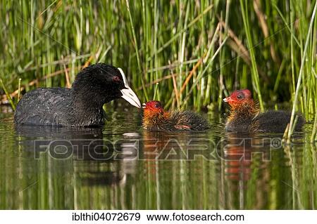 "Eurasian Coot (Fulica atra), with chicks, leading chicks and feeding them, Middle Elbe Bisphere Reserve, Saxony-Anhalt, Germany, Europe" View Large Photo Image Stock Photo - "Eurasian Coot (Fulica atra), with chicks, leading chicks and feeding them, Middle Elbe Bisphere Reserve, Saxony-Anhalt, Germany, Europe". Fotosearch