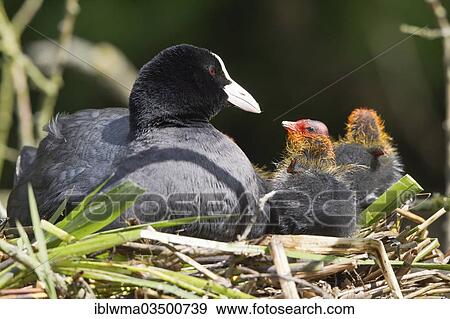 "Eurasian Coot (Fulica atra) with chicks in a nest, North Hesse, Hesse, Germany, Europe" View Large Photo Image Stock Photo - "Eurasian Coot (Fulica atra) with chicks in a nest, North Hesse, Hesse, Germany, Europe". Fotosearch