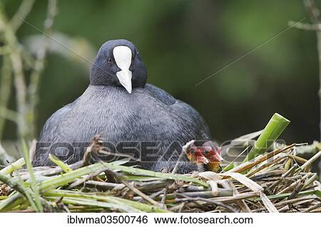 Stock Photograph - "Eurasian Coot (Fulica atra) with chicks in a nest, North Hesse, Hesse, Germany, Europe". Fotosearch