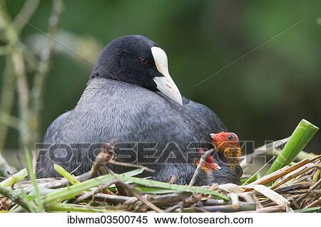 "Eurasian Coot (Fulica atra) with chicks in a nest, North Hesse, Hesse, Germany, Europe" View Large Photo Image Stock Photography - "Eurasian Coot (Fulica atra) with chicks in a nest, North Hesse, Hesse, Germany, Europe". Fotosearch