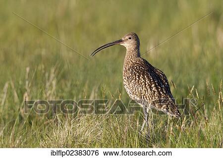 Stock Photograph - "Eurasian Curlew (Numenius arquata), adult, calling, standing in grassland, Lammermuir Hills, Scottish Borders, Scotland, United Kingdom, Europe". Fotosearch