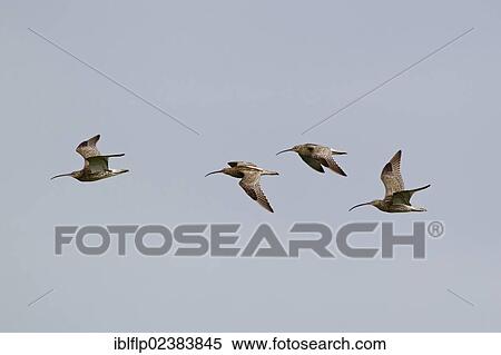 "Eurasian Curlew (Numenius arquata), four adults, in flight, Suffolk, England, United Kingdom, Europe" View Large Photo Image Stock Photography - "Eurasian Curlew (Numenius arquata), four adults, in flight, Suffolk, England, United Kingdom, Europe". Fotosearch