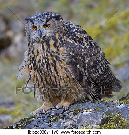 "Eurasian Eagle-Owl (Bubo bubo), female ruffling its feathers to appear larger, threatening posture, Swabian Alb Biosphere Reserve, Baden-Wurttemberg, Germany, Europe" View Large Photo Image Stock Image - "Eurasian Eagle-Owl (Bubo bubo), female ruffling its feathers to appear larger, threatening posture, Swabian Alb Biosphere Reserve, Baden-Wurttemberg, Germany, Europe". Fotosearch