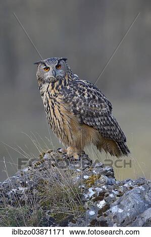 Stock Image - "Eurasian Eagle-Owl (Bubo bubo), female resting on a rock, Swabian Alb Biosphere Reserve, Baden-Wurttemberg, Germany, Europe". Fotosearch