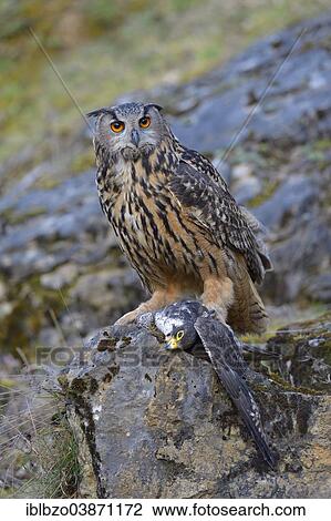 "Eurasian Eagle-Owl (Bubo bubo), female at its feeding place with a captured Peregrine Falcon (Falco peregrinus) in its claws, Swabian Alb Biosphere Reserve, Baden-Wurttemberg, Germany, Europe" View Large Photo Image Stock Image - "Eurasian Eagle-Owl (Bubo bubo), female at its feeding place with a captured Peregrine Falcon (Falco peregrinus) in its claws, Swabian Alb Biosphere Reserve, Baden-Wurttemberg, Germany, Europe". Fotosearch