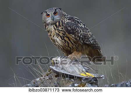 Stock Image - "Eurasian Eagle-Owl (Bubo bubo), female at its feeding place with a captured Peregrine Falcon (Falco peregrinus) in its claws, Swabian Alb Biosphere Reserve, Baden-Wurttemberg, Germany, Europe". Fotosearch