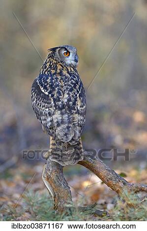 "Eurasian Eagle-Owl (Bubo bubo), female resting on an old pine bough in the breeding area, Swabian Alb Biosphere Reserve, Baden-Wurttemberg, Germany, Europe" View Large Photo Image Stock Photo - "Eurasian Eagle-Owl (Bubo bubo), female resting on an old pine bough in the breeding area, Swabian Alb Biosphere Reserve, Baden-Wurttemberg, Germany, Europe". Fotosearch