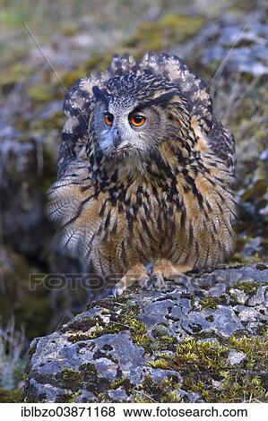 "Eurasian Eagle-Owl (Bubo bubo), female ruffling its feathers to appear larger, threatening posture, Swabian Alb Biosphere Reserve, Baden-Wurttemberg, Germany, Europe" View Large Photo Image Stock Photo - "Eurasian Eagle-Owl (Bubo bubo), female ruffling its feathers to appear larger, threatening posture, Swabian Alb Biosphere Reserve, Baden-Wurttemberg, Germany, Europe". Fotosearch