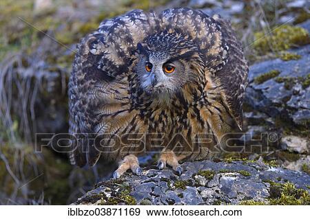 "Eurasian Eagle-Owl (Bubo bubo), female ruffling its feathers to appear larger, threatening posture, Swabian Alb Biosphere Reserve, Baden-Wurttemberg, Germany, Europe" View Large Photo Image Stock Photo - "Eurasian Eagle-Owl (Bubo bubo), female ruffling its feathers to appear larger, threatening posture, Swabian Alb Biosphere Reserve, Baden-Wurttemberg, Germany, Europe". Fotosearch