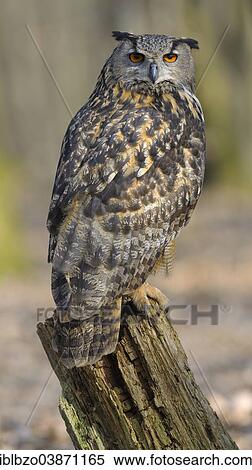 "Eurasian Eagle-Owl (Bubo bubo), female resting on an old tree stump in the breeding area, Swabian Alb Biosphere Reserve, Baden-Wurttemberg, Germany, Europe" View Large Photo Image Stock Photography - "Eurasian Eagle-Owl (Bubo bubo), female resting on an old tree stump in the breeding area, Swabian Alb Biosphere Reserve, Baden-Wurttemberg, Germany, Europe". Fotosearch