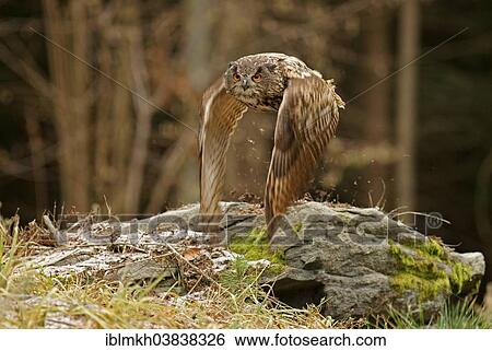 "Eurasian Eagle Owl (Bubo bubo) in flight, captive, Czech Republic, Europe" View Large Photo Image Stock Photograph - "Eurasian Eagle Owl (Bubo bubo) in flight, captive, Czech Republic, Europe". Fotosearch