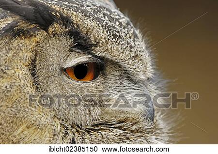 "Eurasian Eagle-Owl (Bubo bubo), portrait, in captivity, Germany, Europe" View Large Photo Image Stock Image - "Eurasian Eagle-Owl (Bubo bubo), portrait, in captivity, Germany, Europe". Fotosearch