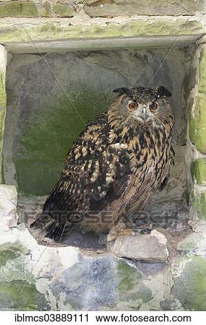 "Eurasian Eagle-Owl (Bubo bubo), Tierpark Sababurg zoo, Hofgeismar, North Hesse, Hesse, Germany, Europe" View Large Photo Image Stock Image - "Eurasian Eagle-Owl (Bubo bubo), Tierpark Sababurg zoo, Hofgeismar, North Hesse, Hesse, Germany, Europe". Fotosearch