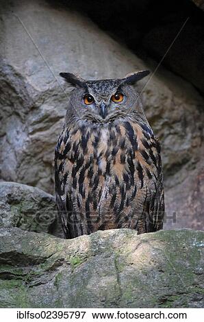 "Eurasian Eagle-Owl (Bubo bubo), captive, Bavarian Forest National Park, Bavaria, Germany, Europe" View Large Photo Image Stock Photo - "Eurasian Eagle-Owl (Bubo bubo), captive, Bavarian Forest National Park, Bavaria, Germany, Europe". Fotosearch