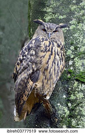"Eurasian Eagle-owl (Bubo bubo), outdoor enclosure, Bavarian Forest National Park, Bavaria, Germany, Europe" View Large Photo Image Stock Photo - "Eurasian Eagle-owl (Bubo bubo), outdoor enclosure, Bavarian Forest National Park, Bavaria, Germany, Europe". Fotosearch