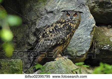 "Eurasian Eagle-Owl (Bubo bubo), captive, Bavarian Forest National Park, Bavaria, Germany, Europe" View Large Photo Image Stock Photography - "Eurasian Eagle-Owl (Bubo bubo), captive, Bavarian Forest National Park, Bavaria, Germany, Europe". Fotosearch