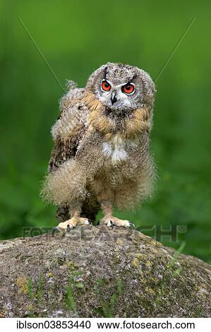 "Eurasian Eagle Owl (Bubo bubo), young bird, Eifel, Germany, Europe" View Large Photo Image Stock Image - "Eurasian Eagle Owl (Bubo bubo), young bird, Eifel, Germany, Europe". Fotosearch