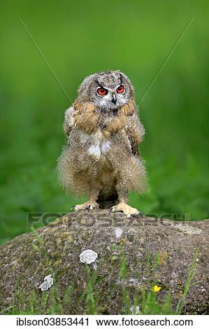 Stock Image - "Eurasian Eagle Owl (Bubo bubo), young bird, Eifel, Germany, Europe". Fotosearch
