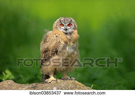 "Eurasian Eagle Owl (Bubo bubo), young bird, Eifel, Germany, Europe" View Large Photo Image Stock Photo - "Eurasian Eagle Owl (Bubo bubo), young bird, Eifel, Germany, Europe". Fotosearch