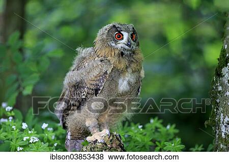 "Eurasian Eagle Owl (Bubo bubo), young bird, Eifel, Germany, Europe" View Large Photo Image Stock Photo - "Eurasian Eagle Owl (Bubo bubo), young bird, Eifel, Germany, Europe". Fotosearch