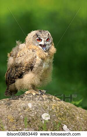 "Eurasian Eagle Owl (Bubo bubo), young bird, calling, Eifel, Germany, Europe" View Large Photo Image Stock Photo - "Eurasian Eagle Owl (Bubo bubo), young bird, calling, Eifel, Germany, Europe". Fotosearch