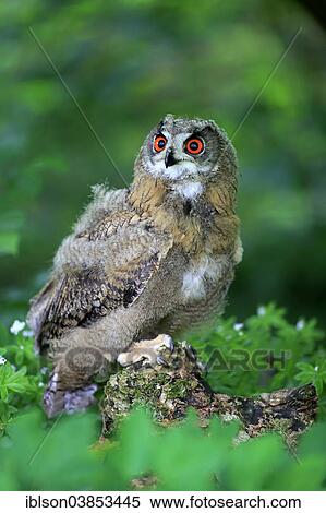 "Eurasian Eagle Owl (Bubo bubo), young bird, Eifel, Germany, Europe" View Large Photo Image Stock Photography - "Eurasian Eagle Owl (Bubo bubo), young bird, Eifel, Germany, Europe". Fotosearch