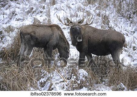 "Eurasian Elk (Alces alces), bull and cow standing in the snow, captive, Bavaria, Germany, Europe" View Large Photo Image Stock Photograph - "Eurasian Elk (Alces alces), bull and cow standing in the snow, captive, Bavaria, Germany, Europe". Fotosearch
