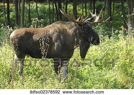 "Eurasian Elk (Alces alces), bull, captive, Bavaria, Germany, Europe" View Large Photo Image Stock Image - "Eurasian Elk (Alces alces), bull, captive, Bavaria, Germany, Europe". Fotosearch
