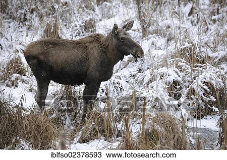"Eurasian Elk (Alces alces), cow standing in the snow, captive, Bavaria, Germany, Europe" View Large Photo Image Stock Image - "Eurasian Elk (Alces alces), cow standing in the snow, captive, Bavaria, Germany, Europe". Fotosearch