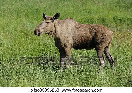 "Eurasian Elk (Alces alces), cow, captive, Lower Saxony, Germany, Europe" View Large Photo Image Stock Photo - "Eurasian Elk (Alces alces), cow, captive, Lower Saxony, Germany, Europe". Fotosearch