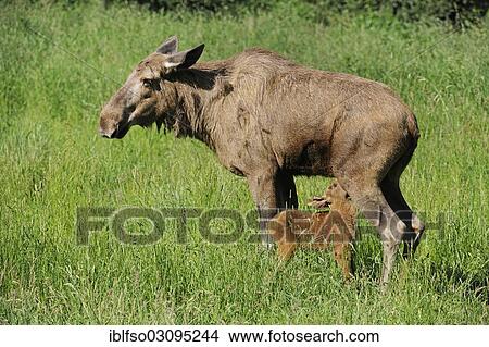 "Eurasian Elk (Alces alces), cow with suckling calf, young, captive, Lower Saxony, Germany, Europe" View Large Photo Image Picture - "Eurasian Elk (Alces alces), cow with suckling calf, young, captive, Lower Saxony, Germany, Europe". Fotosearch