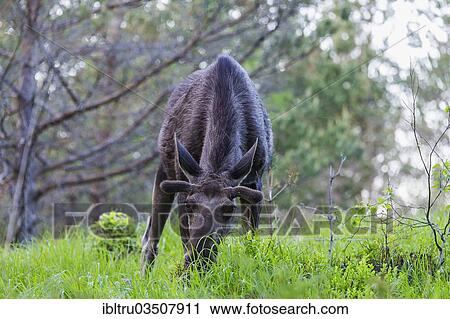 "Eurasian elk (Alces alces), Dovrefjell–Sunndalsfjella National Park, Norway, Europe" View Large Photo Image Stock Image - "Eurasian elk (Alces alces), Dovrefjell–Sunndalsfjella National Park, Norway, Europe". Fotosearch