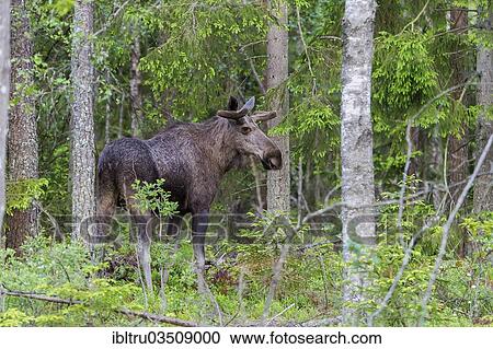Stock Image - "Eurasian elk (Alces alces), Dovrefjellâ€“Sunndalsfjella National Park, Norway, Europe". Fotosearch
