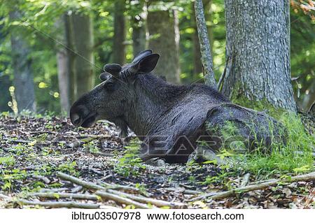 Stock Photo - "Eurasian elk (Alces alces), Dovrefjellâ€“Sunndalsfjella National Park, Norway, Europe". Fotosearch