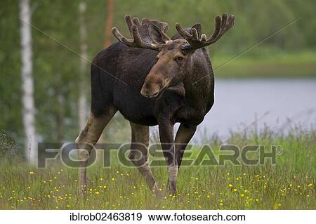 "Eurasian Elk (Alces alces), Sweden, Europe" View Large Photo Image Stock Photo - "Eurasian Elk (Alces alces), Sweden, Europe". Fotosearch