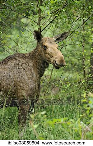 "Eurasian elk or moose (Alces alces), cow, state game reserve, Germany, Europe" View Large Photo Image Picture - "Eurasian elk or moose (Alces alces), cow, state game reserve, Germany, Europe". Fotosearch