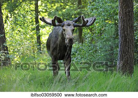 Stock Image - "Eurasian elk or moose (Alces alces) bull in velvet, state game reserve, Germany, Europe". Fotosearch