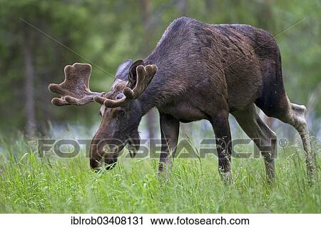 "Eurasian Elk or Moose (Alces alces), bull grazing, Lappland, Sweden, Europe" View Large Photo Image Stock Image - "Eurasian Elk or Moose (Alces alces), bull grazing, Lappland, Sweden, Europe". Fotosearch