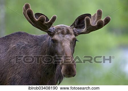 "Eurasian Elk or Moose (Alces alces), bull, portrait, Lappland, Sweden, Europe" View Large Photo Image Stock Image - "Eurasian Elk or Moose (Alces alces), bull, portrait, Lappland, Sweden, Europe". Fotosearch