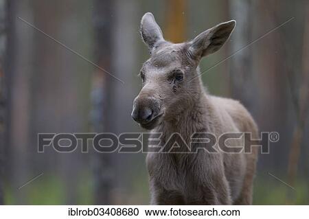 "Eurasian Elk or Moose (Alces alces), calf, young, Lappland, Sweden, Europe" View Large Photo Image Stock Image - "Eurasian Elk or Moose (Alces alces), calf, young, Lappland, Sweden, Europe". Fotosearch