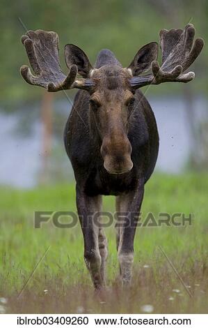 "Eurasian Elk or Moose (Alces alces), bull, Lappland, Sweden, Europe" View Large Photo Image Stock Image - "Eurasian Elk or Moose (Alces alces), bull, Lappland, Sweden, Europe". Fotosearch