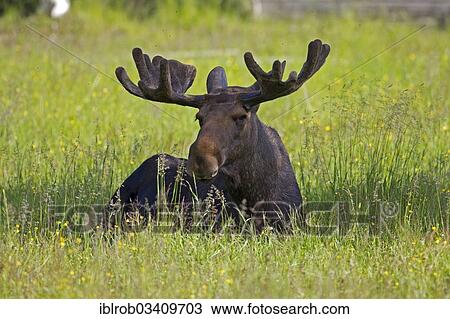 "Eurasian Elk or Moose (Alces alces), bull, Lappland, Sweden, Europe" View Large Photo Image Stock Image - "Eurasian Elk or Moose (Alces alces), bull, Lappland, Sweden, Europe". Fotosearch