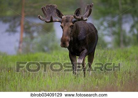 "Eurasian Elk or Moose (Alces alces), bull, Lappland, Sweden, Europe" View Large Photo Image Stock Photo - "Eurasian Elk or Moose (Alces alces), bull, Lappland, Sweden, Europe". Fotosearch