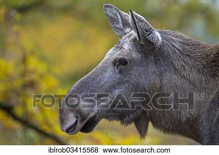 "Eurasian Elk or Moose (Alces alces), cow, portrait, Lappland, Sweden, Europe" View Large Photo Image Stock Photo - "Eurasian Elk or Moose (Alces alces), cow, portrait, Lappland, Sweden, Europe". Fotosearch